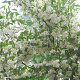Styrax japonicus fargesii 200-225 cm draadkluit meerstammig
