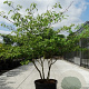 Cornus controversa 250-300 cm cont. 130L meerstammig