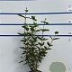 Viburnum lantana 80-100 cm 7,5L