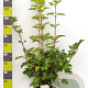 Viburnum opulus 60-80 cm 7,5L