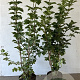 Viburnum opulus 100-125 cm 7,5L