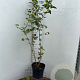 Viburnum opulus 100-125 cm 7,5L
