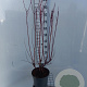 Cornus alba 'Sibirica' 80-100 cm 7,5L
