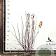 Cornus alba 'Sibirica' 175-200 cm met kluit