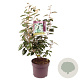 Elaeagnus ebbingei 60-70 cm 7,5L