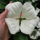 Cornus Venus 300-350 cm cont. 230L meerstammig