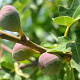 Ficus car. 'Osborn's Prolific' 18-20 HA cont. 130L