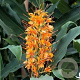 Hedychium coccineum 80-100 cm 7,5L