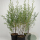 Hippophae rhamnoides 80-100 cm 7,5L