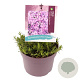 Phlox (S) Fabulous Dark Rose Eye GM 2,0L