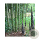 Phyllostachys atrovaginata 60-90 cm 5,0L