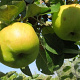 Malus d. 'Bramley's Seedling' 12-14 HA 35L