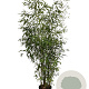 Phyllostachys aurea 200-250 cm 18L