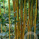 Phyllostachys aureosulcata 'Argus' 300-400 cm 45L