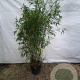 Phyllostachys bissetii 200-250 cm 15L