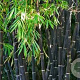 Phyllostachys nigra 120-140 cm 35L
