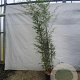 Phyllostachys nigra 250-300 cm 15L
