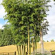 Phyllostachys vivax 400-500 cm cont. 70L