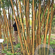 Phyllostachys vivax 'Huangwenzhu' 200-250 cm 30L