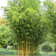 Phyllostachys aureosulcata 'Apectabilis' 100-150 cm 2,5L