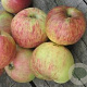 Malus d. 'Gravensteiner' GM cont. 90L dubbele u vorm
