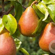 Pyrus c. 'Precoce Morettini' 14-16 HA cont. 90L