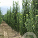 Ginkgo biloba 'Obelisk' 14-16 HO Cocoskluit