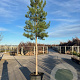 Pinus nigra 175-200 cm 45L solitair