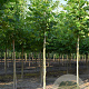 Platanus hispanica 'Malburg' 18-20 cm draadkluit Knotvorm