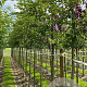 Prunus 'Accolade' 12-14 HO container