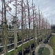 Prunus 'Accolade' 12-14 HO container