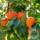 Prunus armeniaca 'Sungiant' 16-18HA cont. 90L