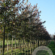 Acer rubrum 'Summer Red' 12-14 HO draadkluit
