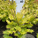 Acer shirasawanum 'Aureum' 40-50 cm met kluit