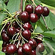 Prunus a. 'Sunburst' 12-14 HO 45L