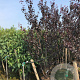 Prunus cer. 'Nigra' 300-350 cm container meerstammig