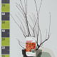 Amelanchier lamarckii 50-60 cm 4,5L