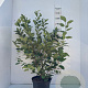 Amelanchier lamarckii 80-100 cm 10L struik