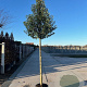 Prunus laurocerasus 'Angustifolia' 12-14 HO container