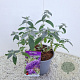 Buddleja Free Petite Blue Heaven 40-45 cm 2,5L