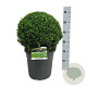 Buxus sempervirens 40 cm 12L bol