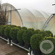 Buxus sempervirens 50-60 cm met kluit