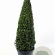 Buxus sempervirens 50-60 cm 5,0L piramide antraciet