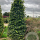 Carpinus betulus 250-300 cm container kegel