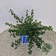 Ceanothus thyrsiflorus repens 25-30 cm 2,5L