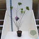 Cercis canadensis 80-100 cm 6L meerstammig