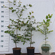 Fagus sylvatica 40-60 cm 2,5L