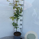 Fagus sylvatica 40-60 cm 2,5L