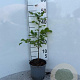 Fagus sylvatica 40-60 cm 2,5L