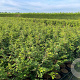 Fagus sylvatica 80-100 cm 3,5L